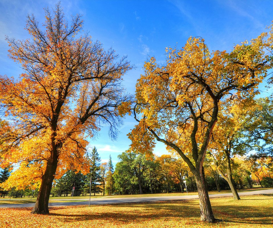 Обои деревья, пейзаж, парк, осень, trees, landscape, park, autumn разрешение 2560x1700 Загрузить