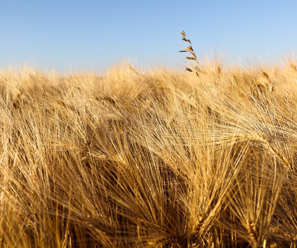 Обои небо, природа, макро, поле, колосья, пшеница, урожай, the sky, nature, macro, field, ears, wheat, harvest разрешение 2560x1600 Загрузить