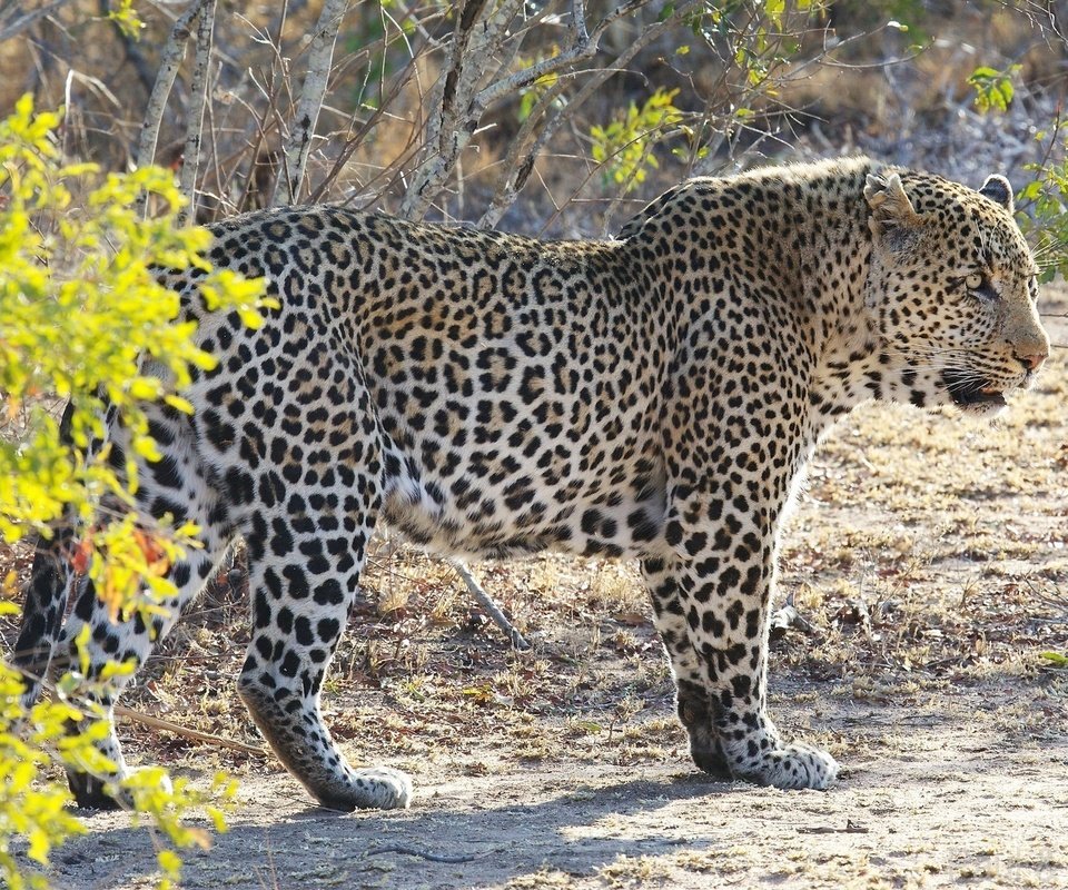 Обои леопард, африка, кустарник, дикая кошка, leopard, africa, shrub, wild cat разрешение 2048x1152 Загрузить