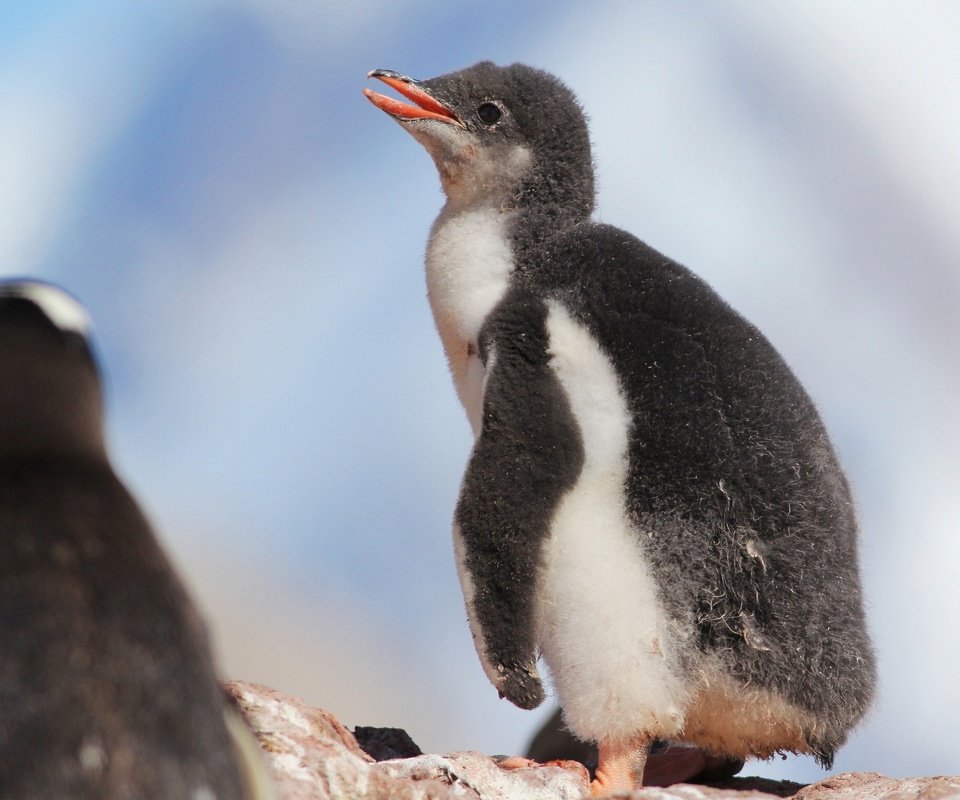 Обои птенец, птица, пингвин, малыш, пингвины, детеныш, пингвинёнок, chick, bird, penguin, baby, penguins, cub разрешение 2048x1536 Загрузить