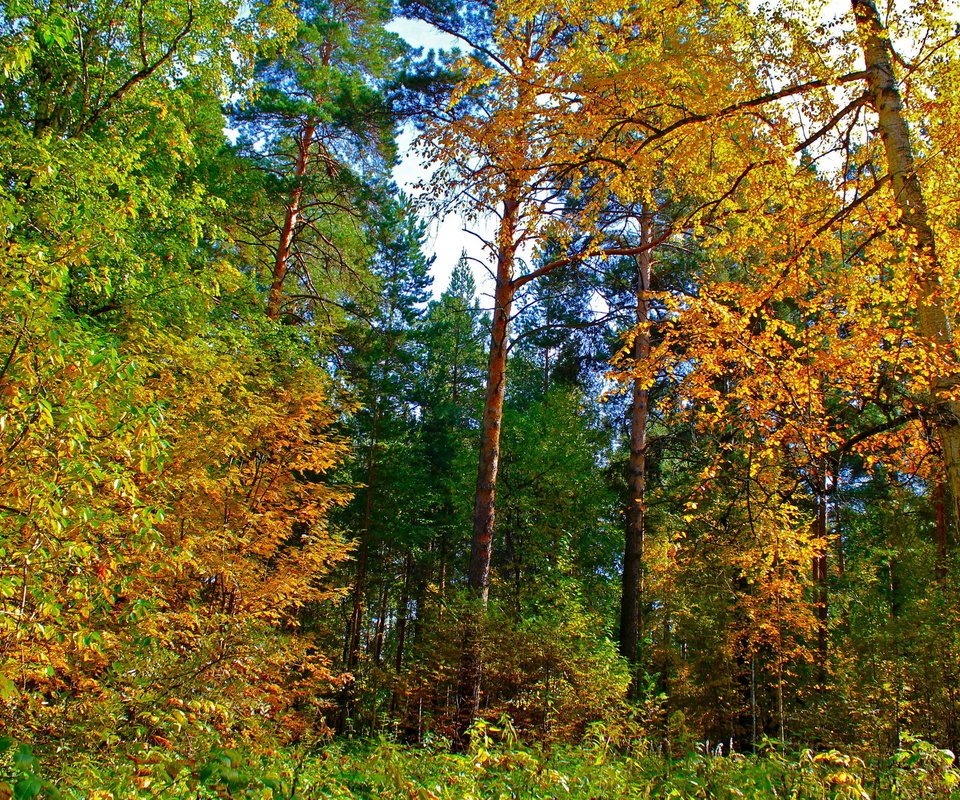 Обои деревья, природа, лес, листья, пейзаж, парк, осень, trees, nature, forest, leaves, landscape, park, autumn разрешение 2560x1600 Загрузить