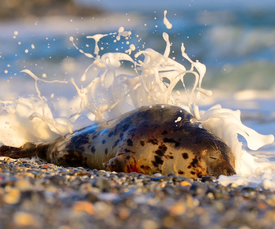 Обои камни, берег, море, животное, пена, тюлень, stones, shore, sea, animal, foam, seal разрешение 2048x1363 Загрузить