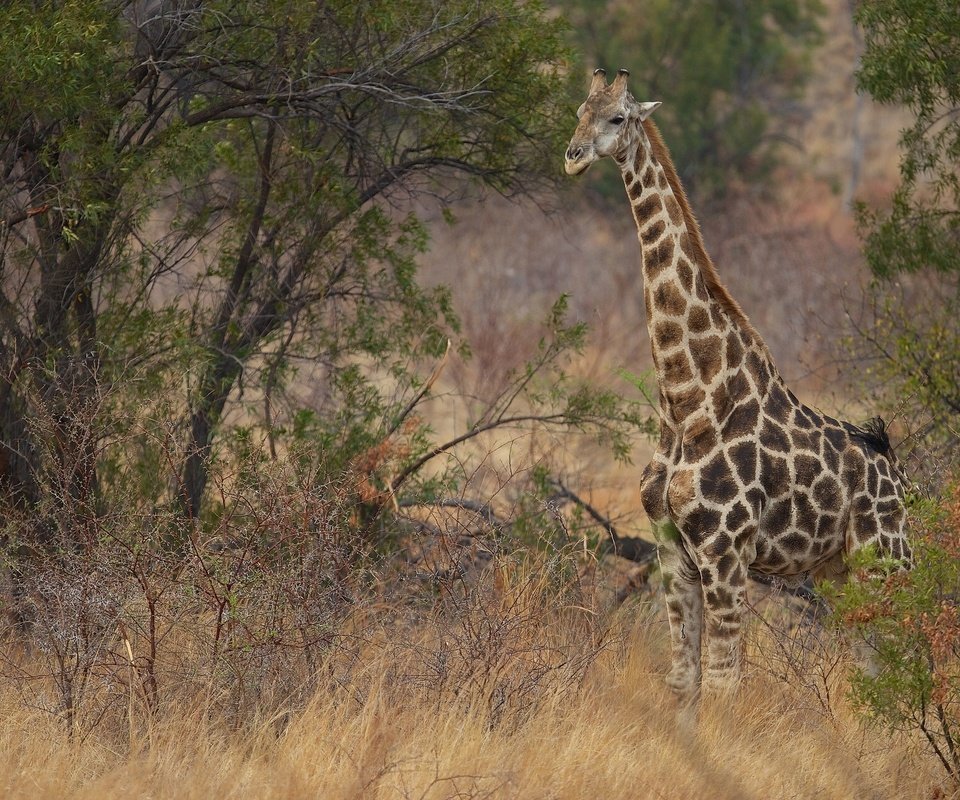 Обои природа, кусты, жираф, саванна, шея, nature, the bushes, giraffe, savannah, neck разрешение 2048x1280 Загрузить