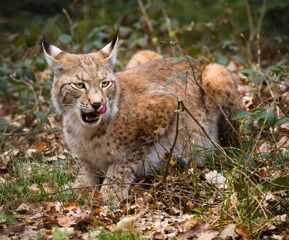 Обои листья, рысь, ветки, осень, язык, дикая кошка, leaves, lynx, branches, autumn, language, wild cat разрешение 5184x3456 Загрузить