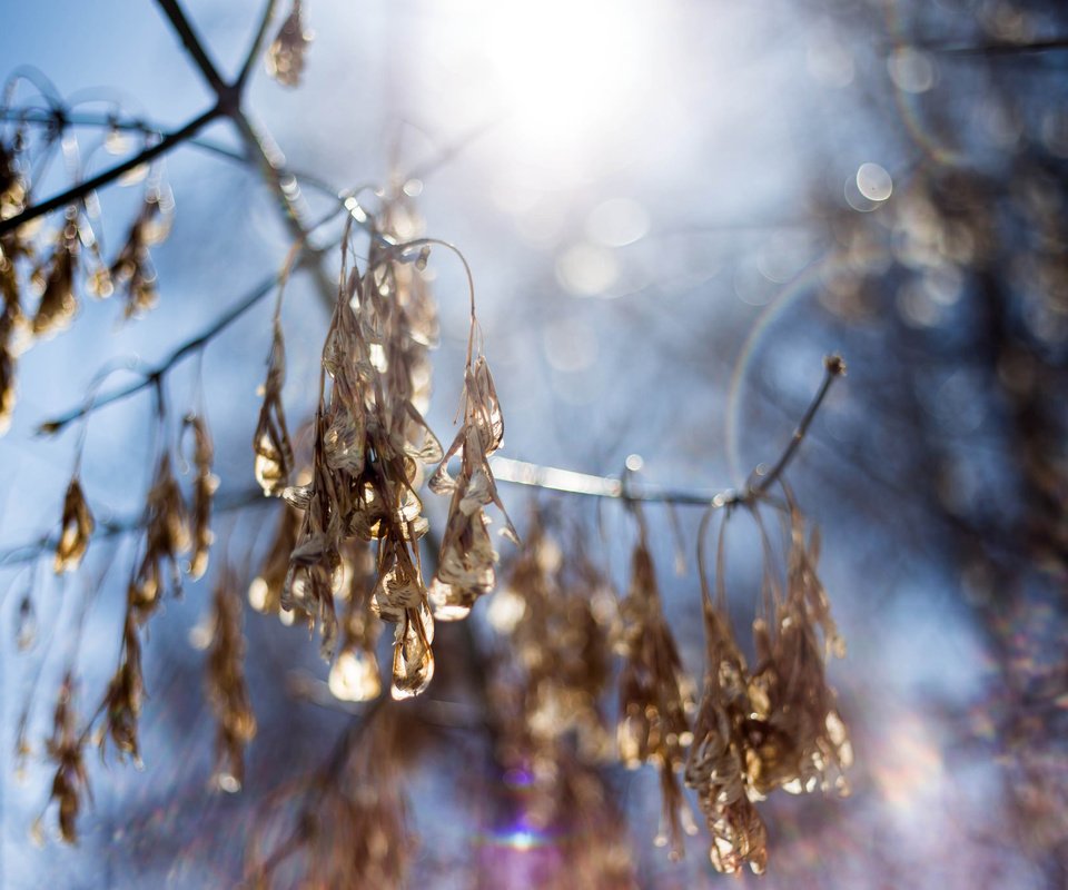 Обои небо, свет, ветка, природа, макро, размытость, the sky, light, branch, nature, macro, blur разрешение 2048x1365 Загрузить