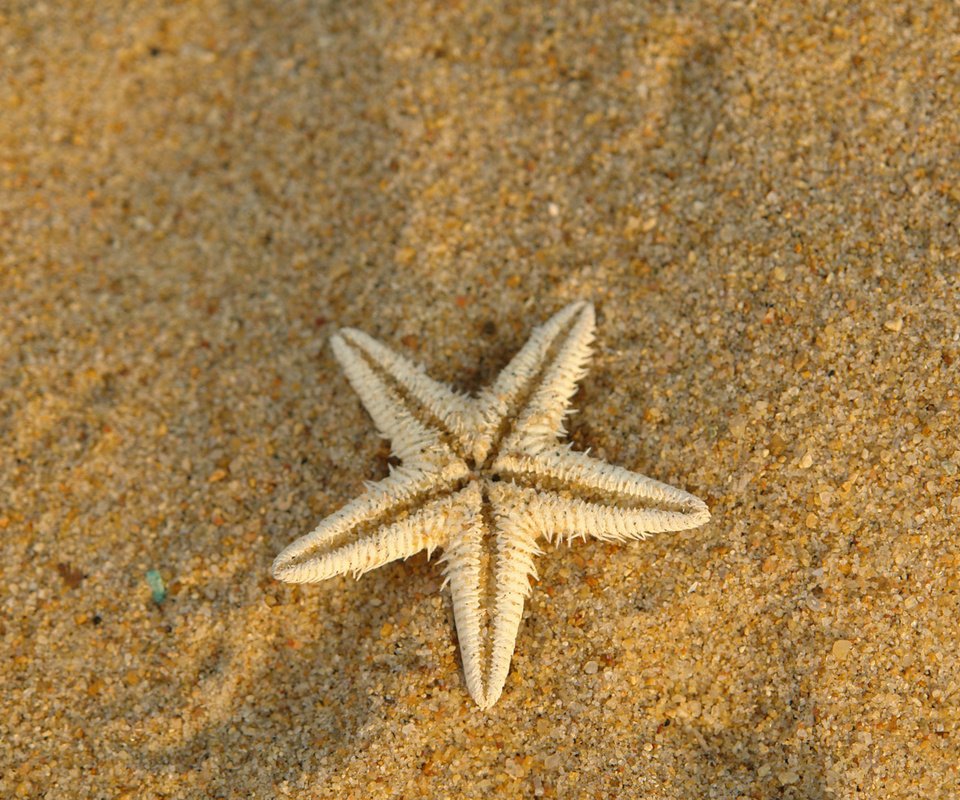 Обои макро, песок, сухая, морская звезда, подводный мир, macro, sand, dry, starfish, underwater world разрешение 1920x1200 Загрузить