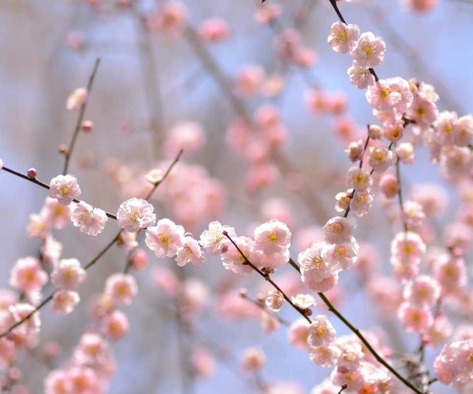 Обои цветение, ветки, весна, розовый, нежность, слива, flowering, branches, spring, pink, tenderness, drain разрешение 2048x1356 Загрузить