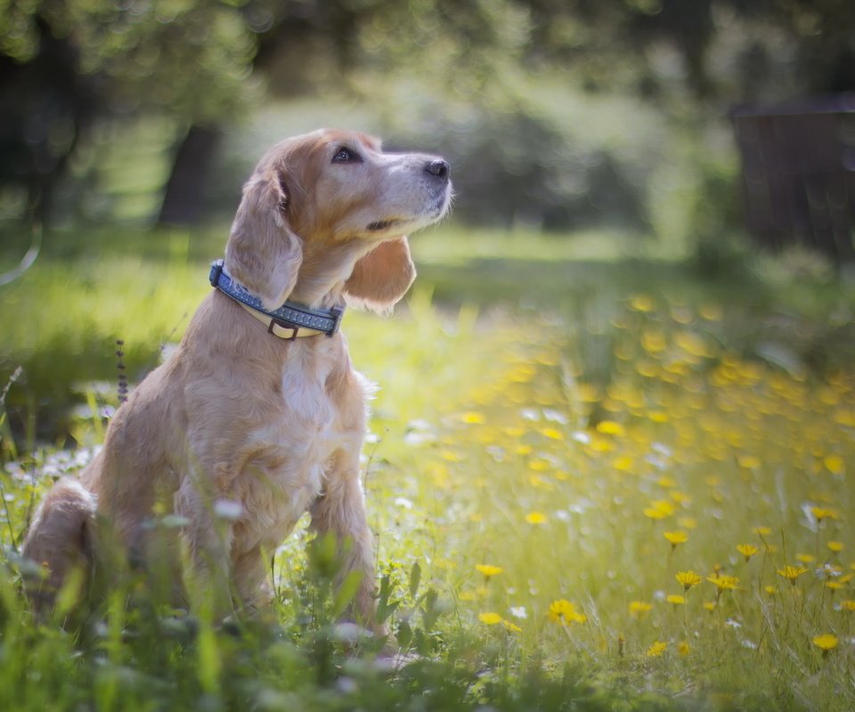 Обои цветы, трава, мордочка, взгляд, собака, сидит, flowers, grass, muzzle, look, dog, sitting разрешение 2560x1600 Загрузить