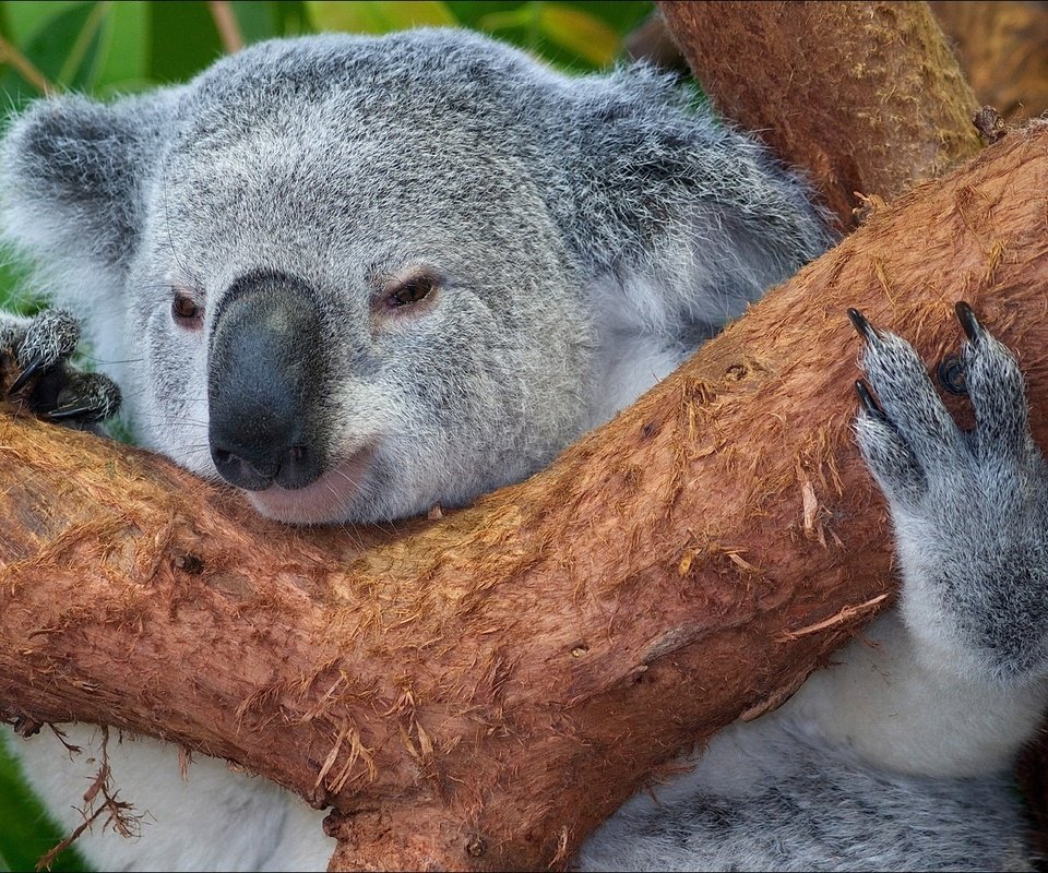 Обои дерево, животные, мордочка, австралия, коала, tree, animals, muzzle, australia, koala разрешение 1920x1080 Загрузить