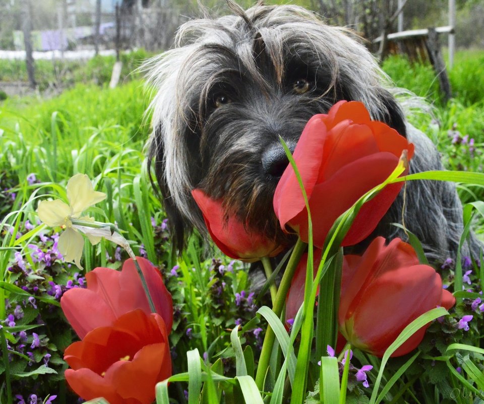 Обои цветы, трава, мордочка, взгляд, собака, весна, тюльпаны, flowers, grass, muzzle, look, dog, spring, tulips разрешение 2880x1915 Загрузить