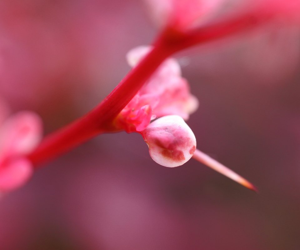 Обои свет, цветок, розовый, растение, light, flower, pink, plant разрешение 3504x2336 Загрузить