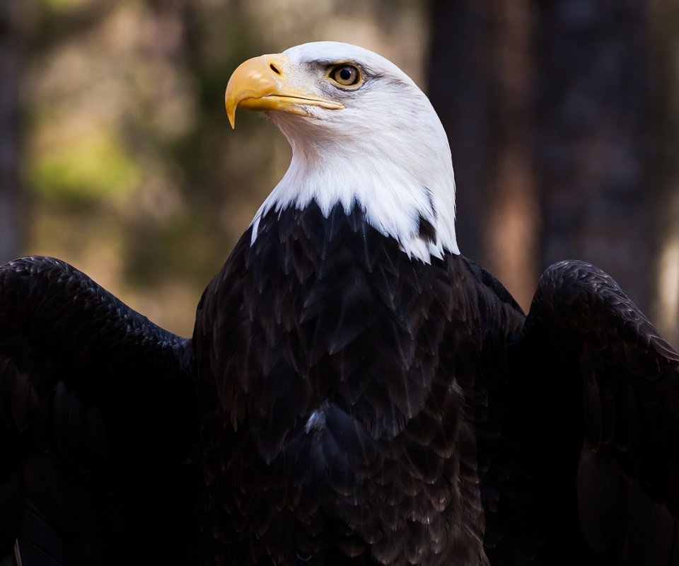 Обои крылья, орел, птица, клюв, перья, белоголовый орлан, wings, eagle, bird, beak, feathers, bald eagle разрешение 5000x3333 Загрузить