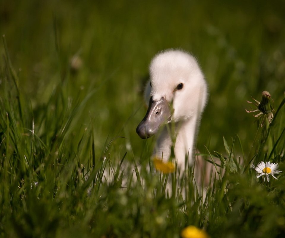 Обои цветы, трава, птица, клюв, перья, лебедь, детеныш, flowers, grass, bird, beak, feathers, swan, cub разрешение 1920x1200 Загрузить