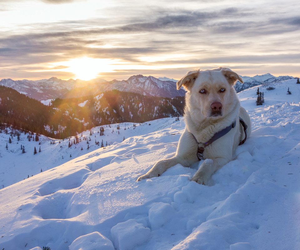 Обои горы, снег, природа, зима, австрия, собака, пес, альпы, mountains, snow, nature, winter, austria, dog, alps разрешение 3200x1800 Загрузить