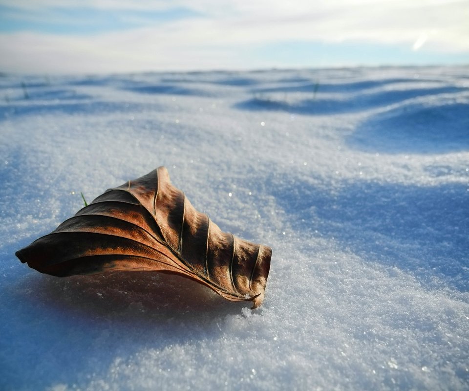 Обои снег, природа, зима, макро, лист, snow, nature, winter, macro, sheet разрешение 3648x2736 Загрузить