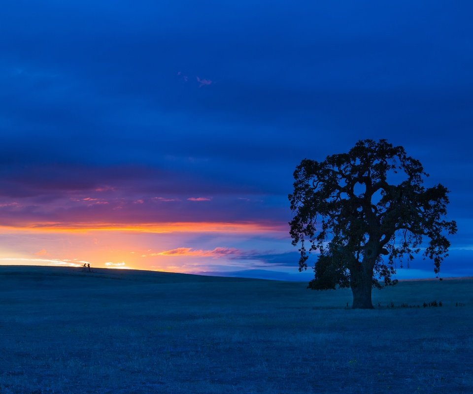 Обои небо, дерево, закат, пейзаж, поле, сша, калифорния, сан-бенито, the sky, tree, sunset, landscape, field, usa, ca, san benito разрешение 3600x2400 Загрузить