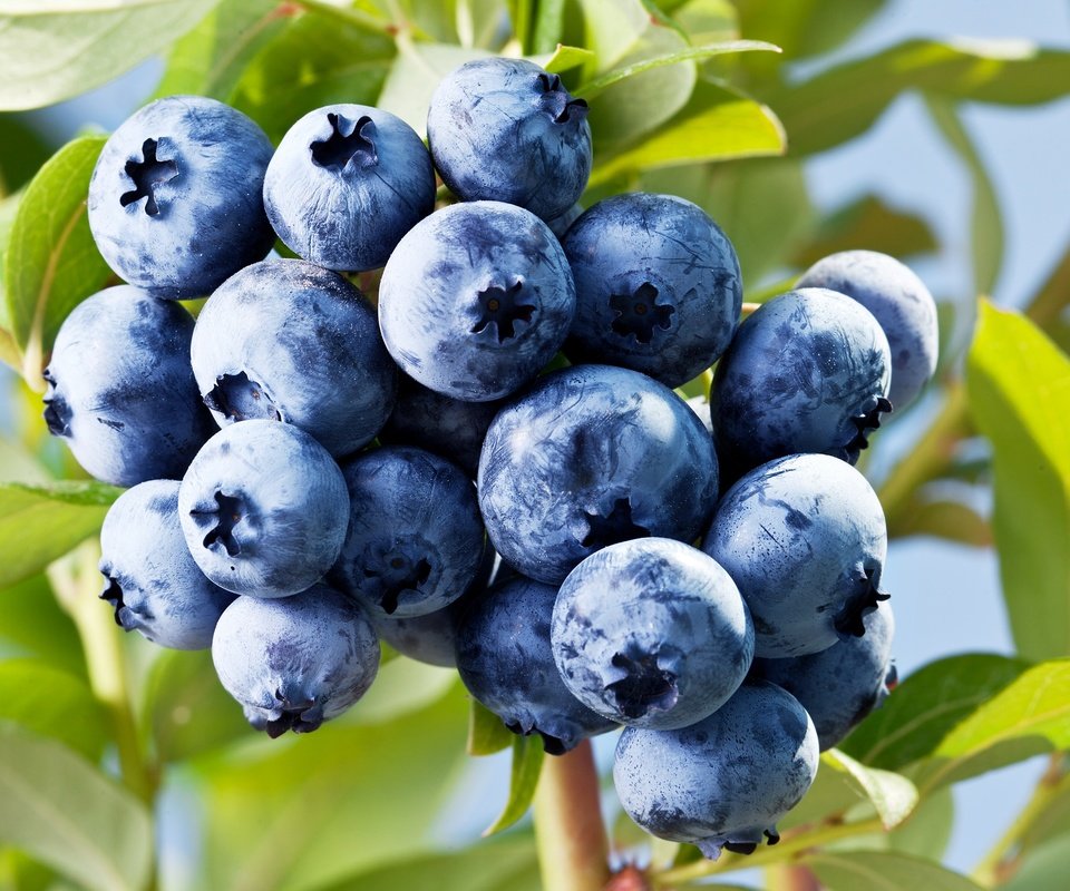 Обои ягоды, лесные ягоды, черника, голубика, парное, черничный, berries, blueberries, fresh, blueberry разрешение 2880x2602 Загрузить
