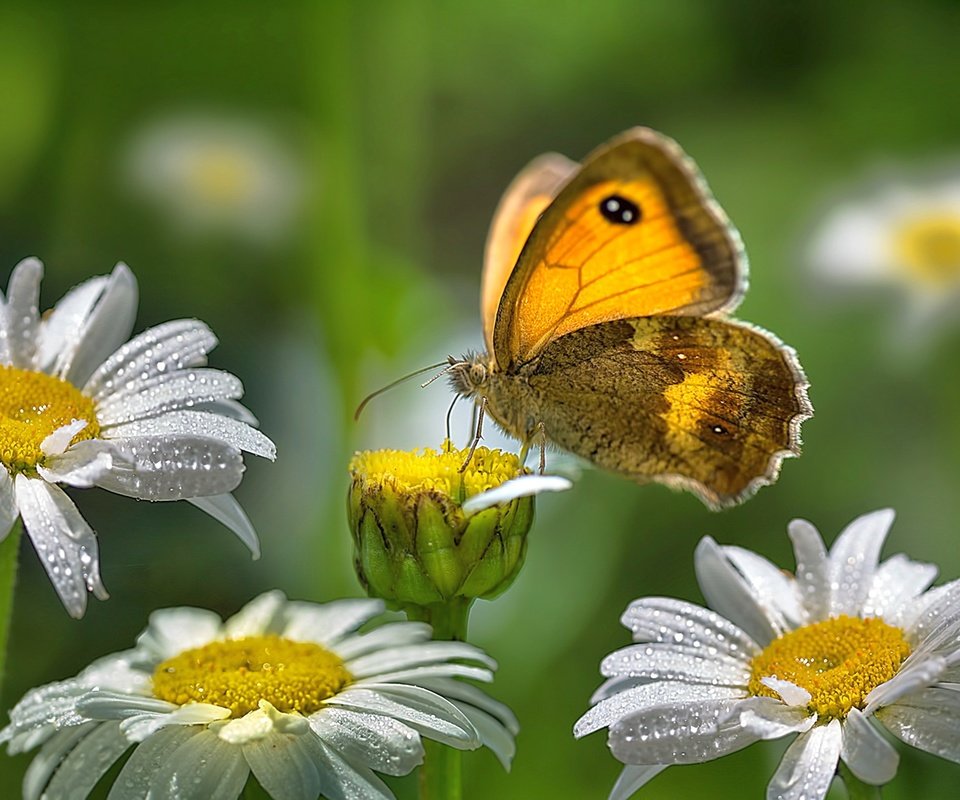 Обои цветы, роса, капли, лето, бабочка, насекомые, ромашки, flowers, rosa, drops, summer, butterfly, insects, chamomile разрешение 2560x1440 Загрузить