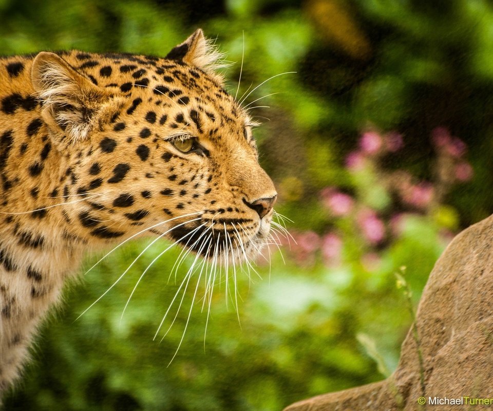 Обои морда, усы, леопард, хищник, профиль, дикая кошка, амурский, face, mustache, leopard, predator, profile, wild cat, amur разрешение 2048x1360 Загрузить