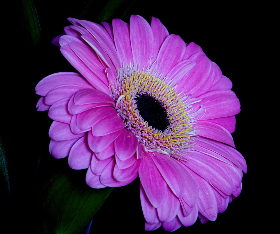 Обои макро, цветок, лепестки, черный фон, гербера, macro, flower, petals, black background, gerbera разрешение 2048x1365 Загрузить