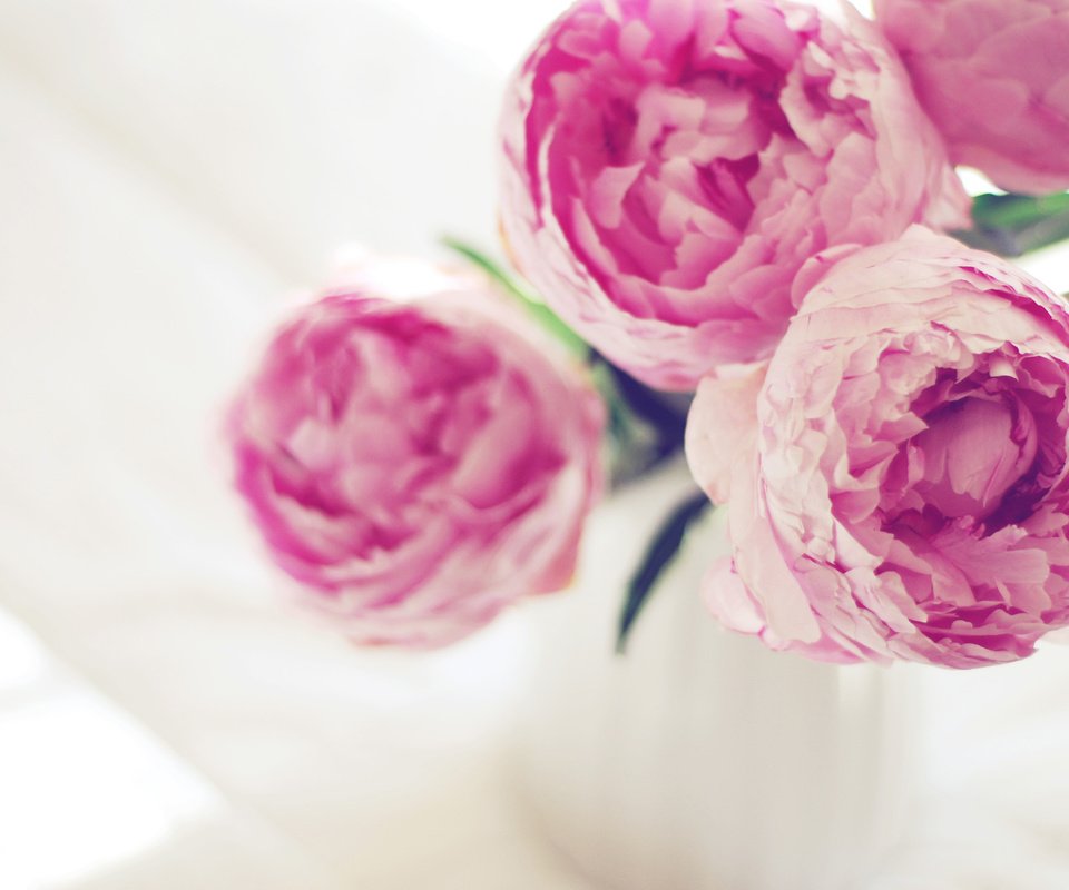 Обои цветы, пионы, flowers, peonies разрешение 3840x2400 Загрузить