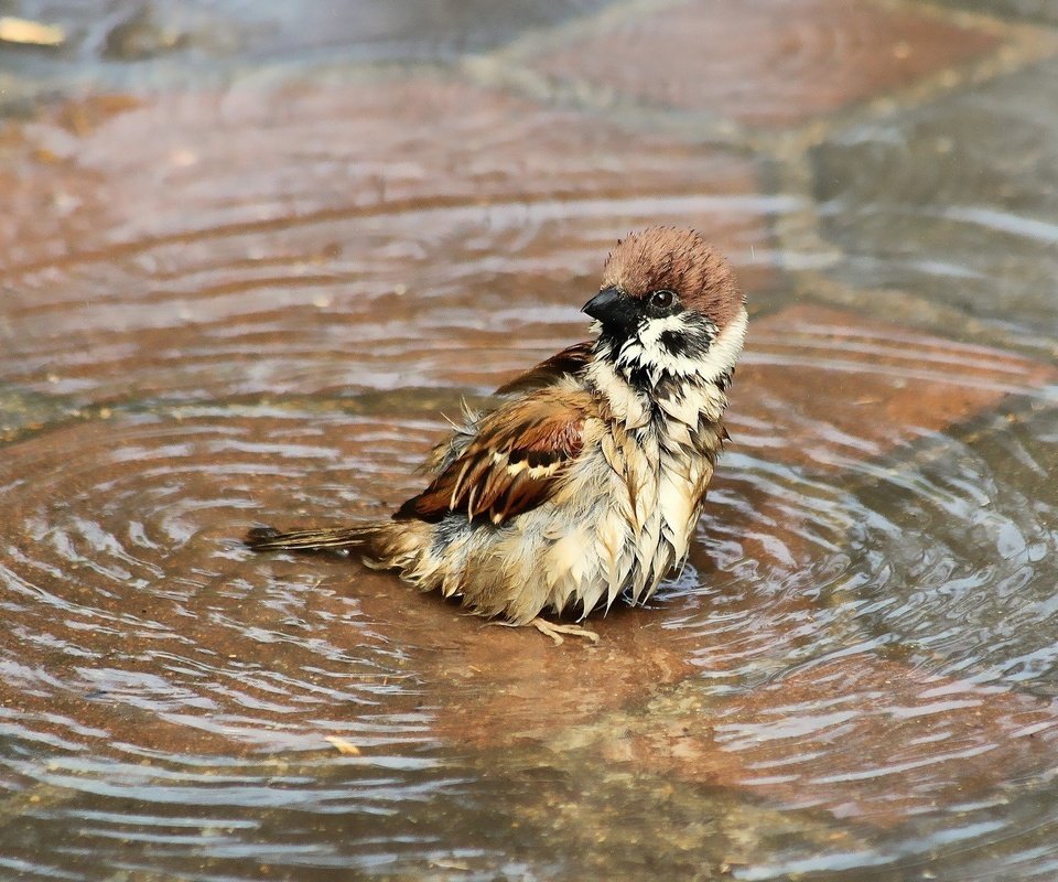 Обои вода, птица, воробей, купание, лужа, мокрый, water, bird, sparrow, bathing, puddle, wet разрешение 2048x1260 Загрузить