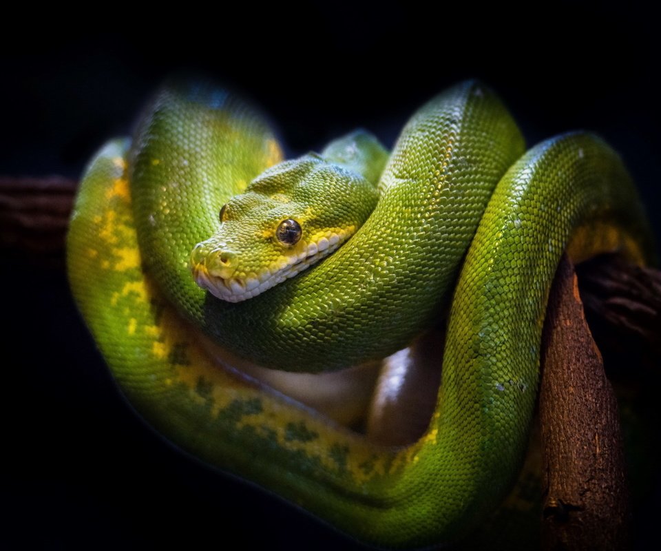 Обои природа, фон, змея, зеленая, древесная, nature, background, snake, green, wood разрешение 1920x1200 Загрузить