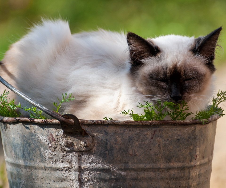 Обои кот, лето, кошка, сиамский, ведро, cat, summer, siamese, bucket разрешение 1920x1080 Загрузить