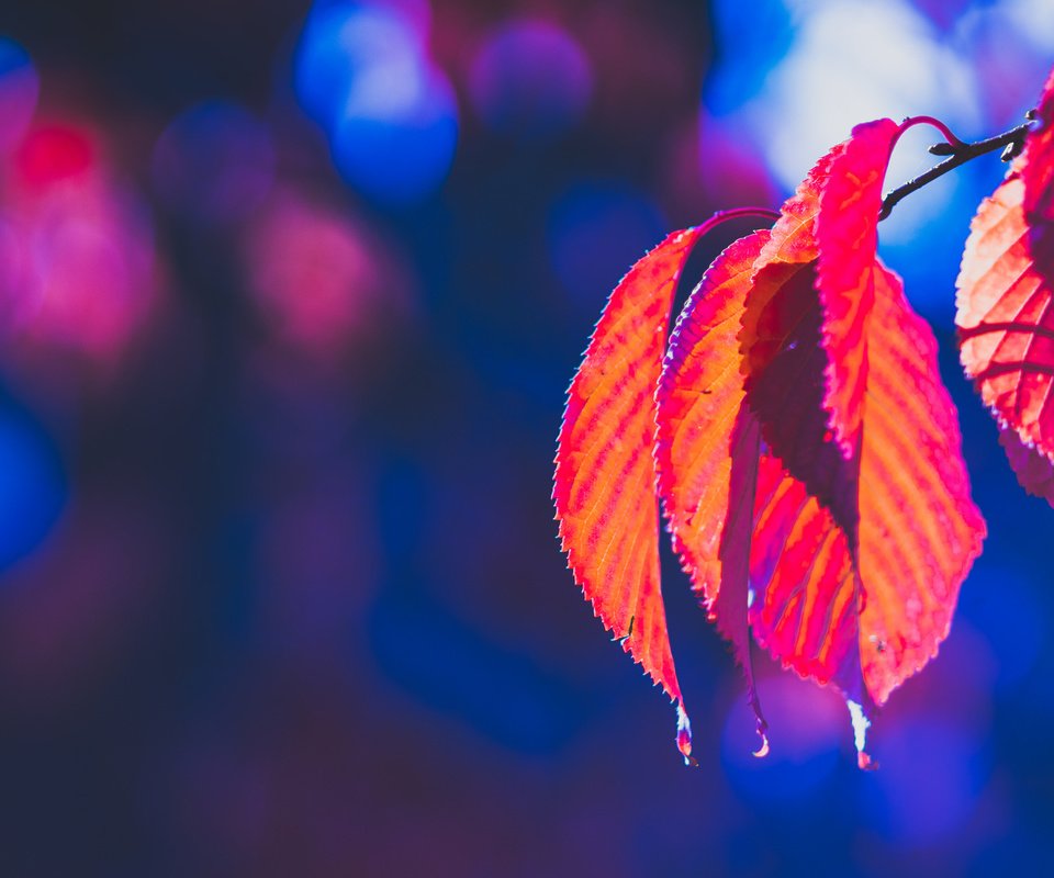 Обои природа, листья, осень, боке, багрянец, nature, leaves, autumn, bokeh, the crimson разрешение 2048x1365 Загрузить