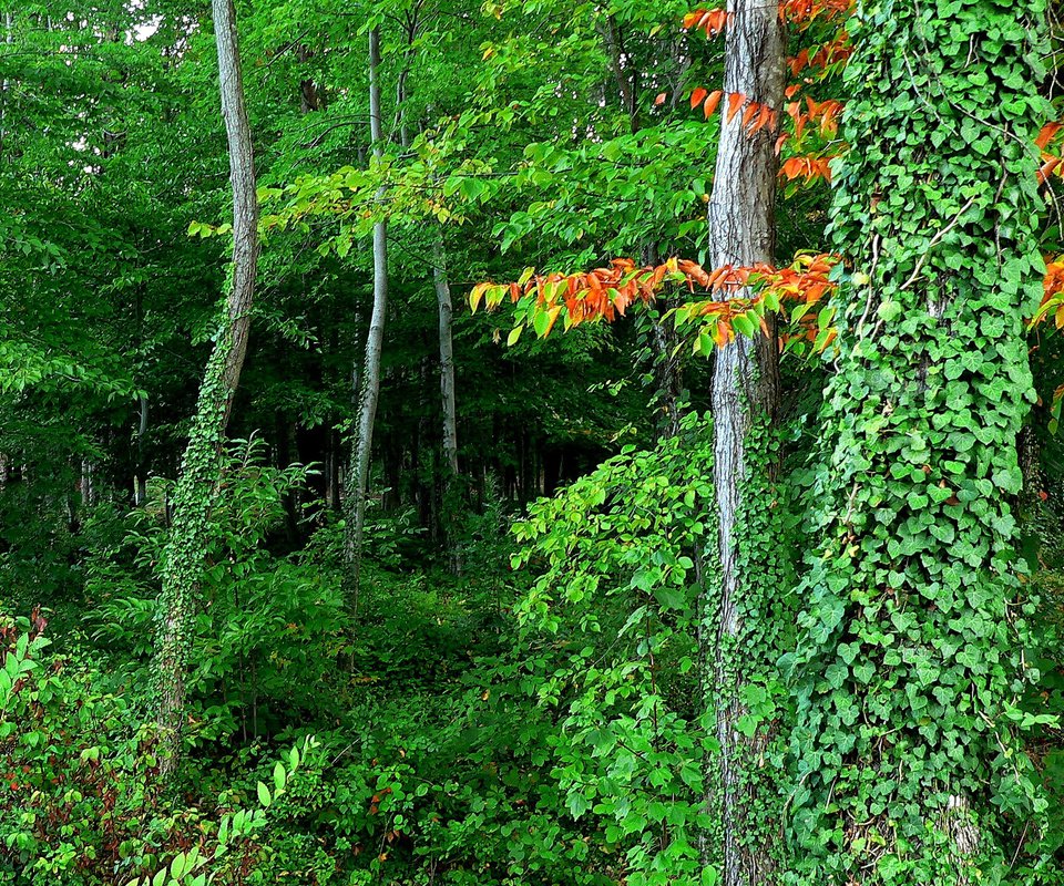 Обои деревья, лес, листья, заросли, trees, forest, leaves, thickets разрешение 2048x1468 Загрузить