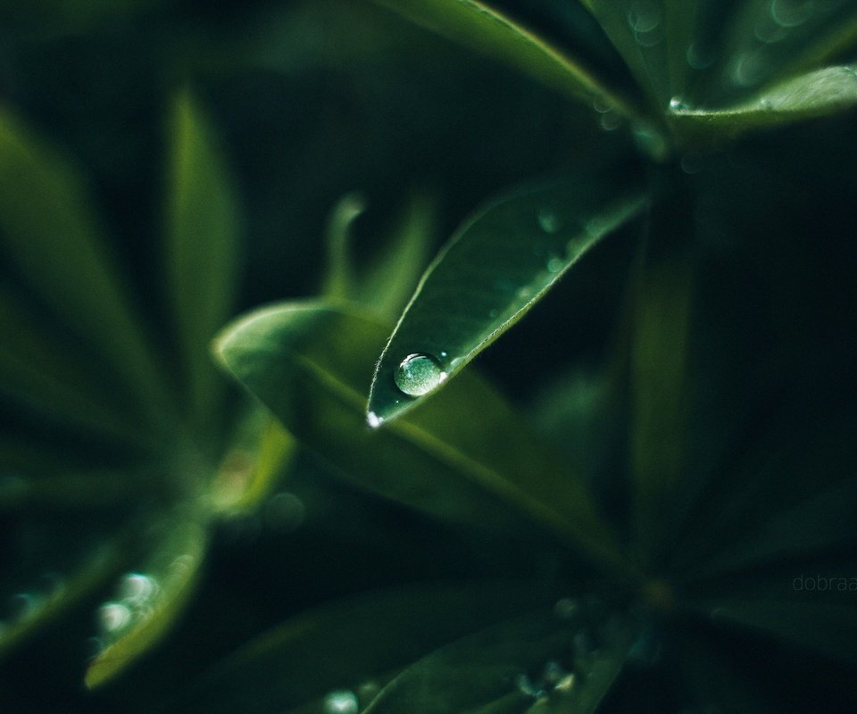 Обои природа, листья, макро, роса, капли, зеленые, растение, dobraatebe, nature, leaves, macro, rosa, drops, green, plant разрешение 2880x1920 Загрузить