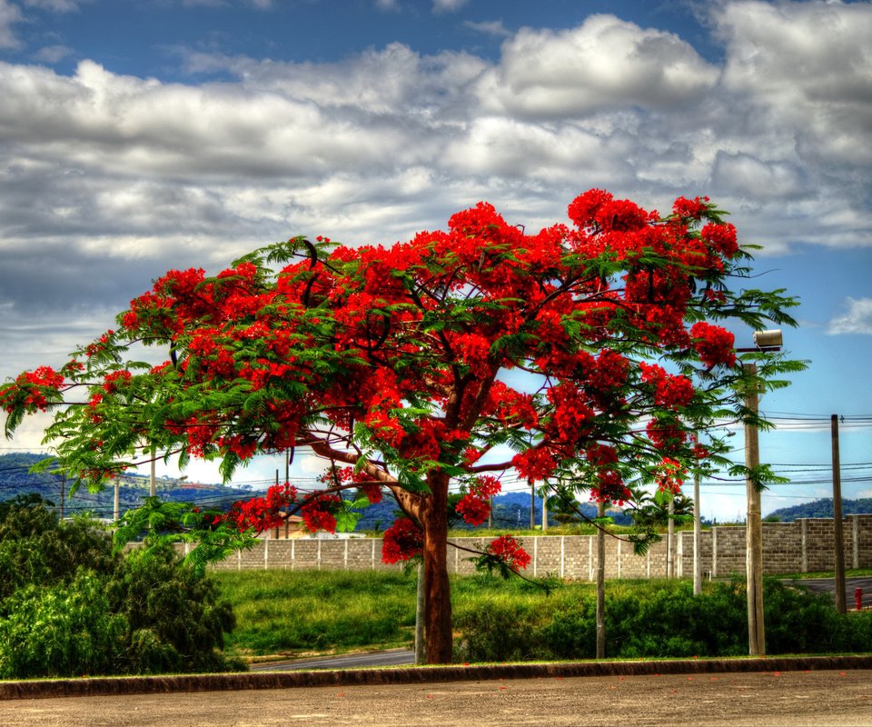 Обои облака, дерево, пейзаж, цветущее, delonix, clouds, tree, landscape, flowering разрешение 2048x1365 Загрузить