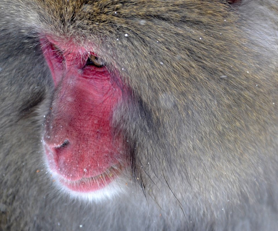 Обои обезьяна, японская макака, monkey, japanese macaque разрешение 4096x2731 Загрузить