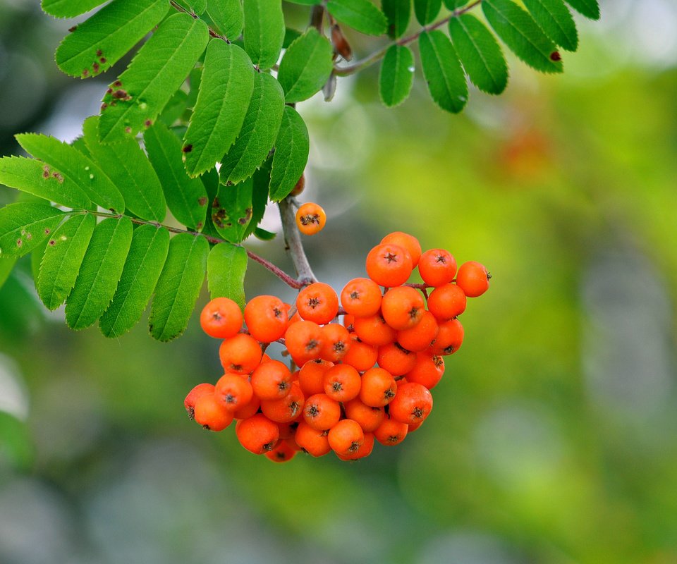 Обои ветка, природа, листья, макро, ягоды, рябина, branch, nature, leaves, macro, berries, rowan разрешение 3216x2136 Загрузить