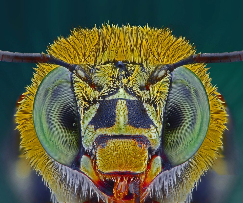 Обои глаза, макро, насекомое, пчела, голубая, ленточная, eyes, macro, insect, bee, blue, tape разрешение 1920x1200 Загрузить