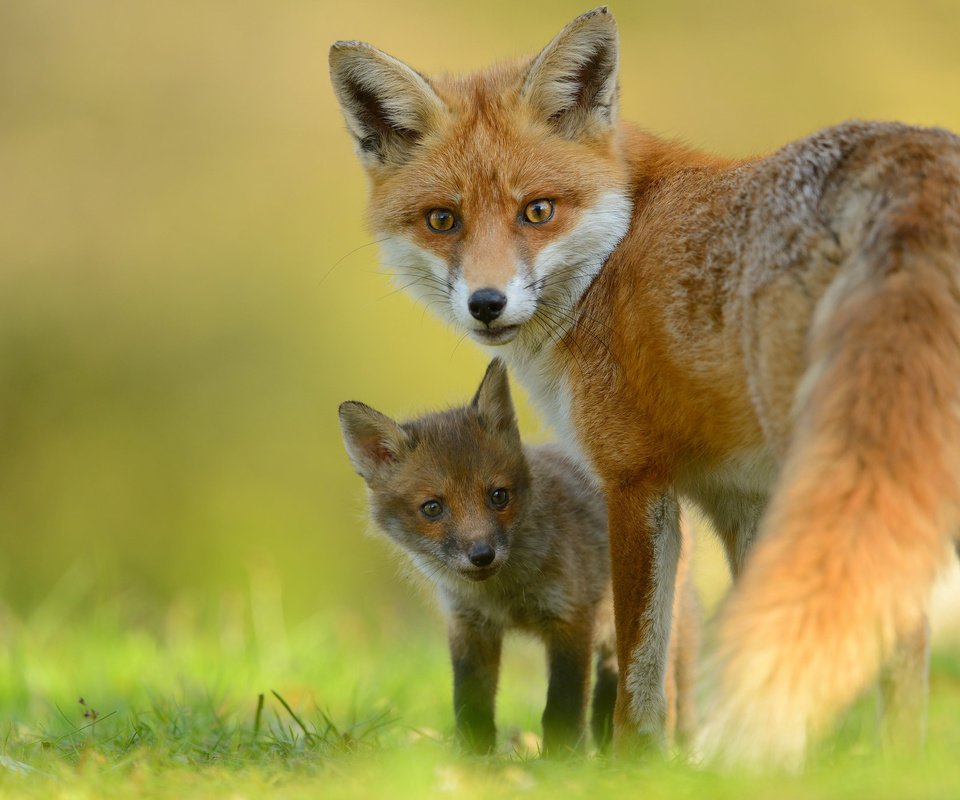 Обои взгляд, лиса, детеныш, лисенок, лисы, look, fox, cub разрешение 2048x1367 Загрузить
