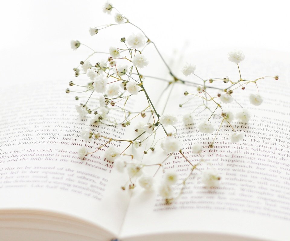 Обои цветы, ветка, веточка, белые, книга, страницы, гипсофила, flowers, branch, sprig, white, book, page, gypsophila разрешение 2000x1240 Загрузить