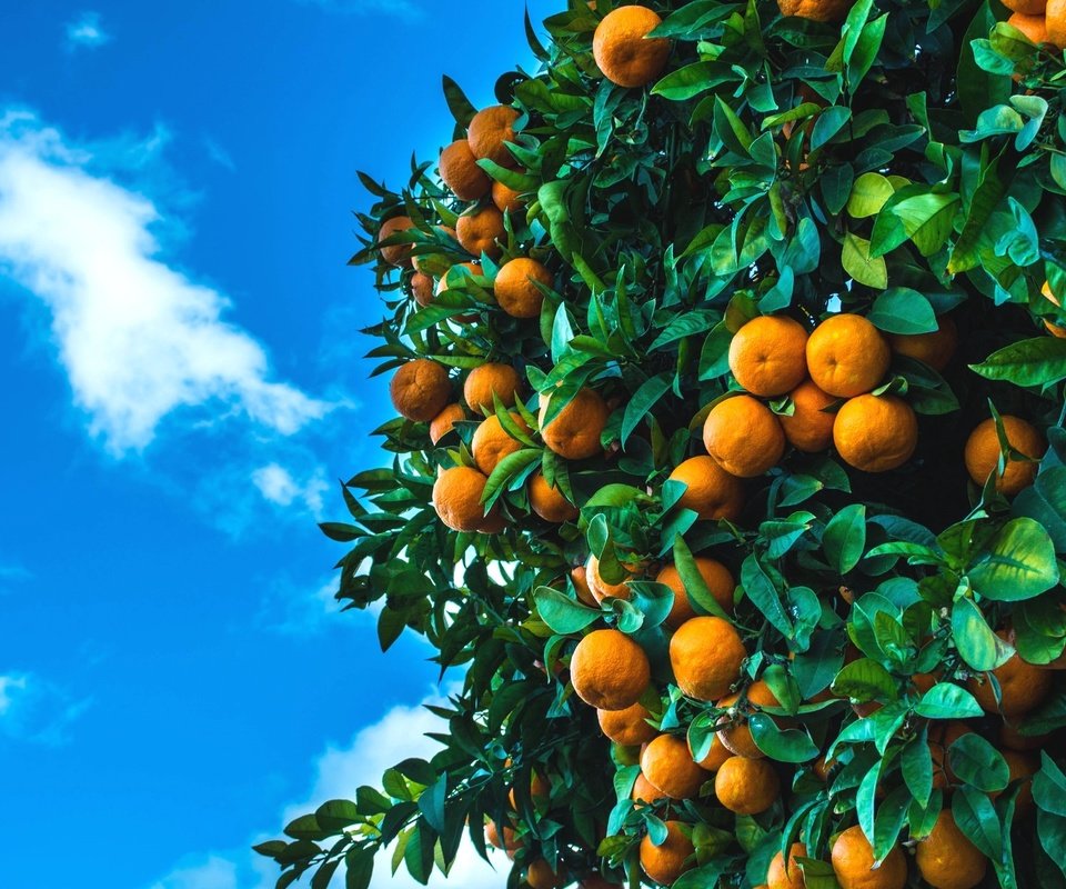 Обои небо, дерево, фрукты, плоды, мандарины, цитрусы, the sky, tree, fruit, tangerines, citrus разрешение 2048x1255 Загрузить