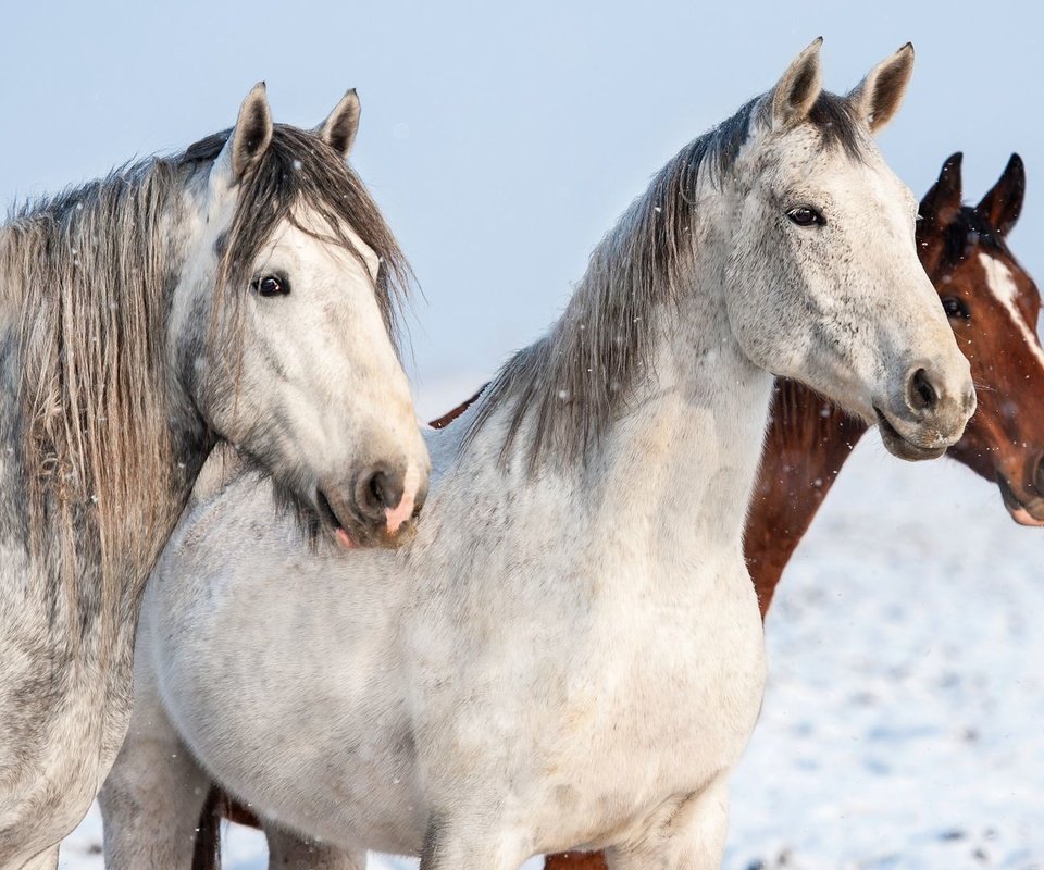 Обои лошади, кони, horse, horses разрешение 1920x1080 Загрузить