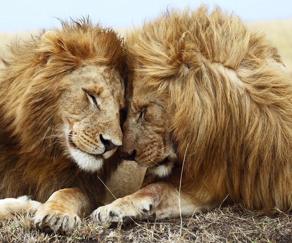 Обои природа, львы, хищники, дружба, nature, lions, predators, friendship разрешение 1920x1200 Загрузить
