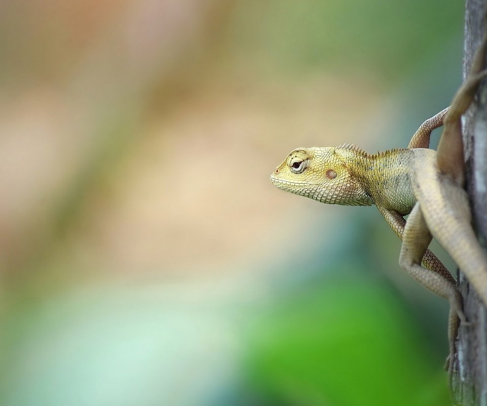 Обои природа, фон, ящерица, nature, background, lizard разрешение 1920x1200 Загрузить