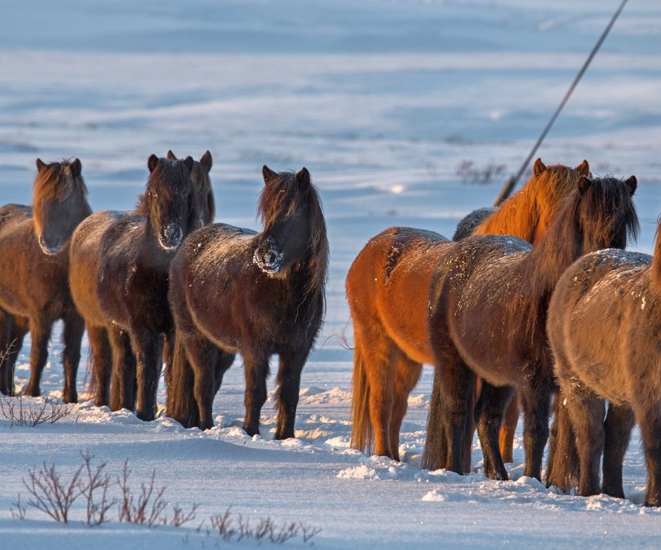 Обои снег, зима, лошади, кони, исландия, snow, winter, horse, horses, iceland разрешение 3840x2160 Загрузить