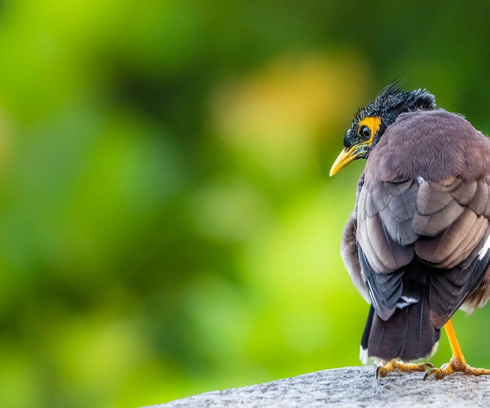 Обои природа, птица, клюв, перья, скворец, common myna, майна, nature, bird, beak, feathers, starling разрешение 2048x1152 Загрузить