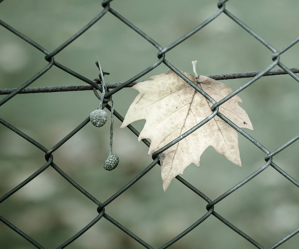 Обои макро, забор, ворота, сетка, ограждение, листик, ограда, macro, the fence, gate, mesh, leaf, fence разрешение 1920x1200 Загрузить