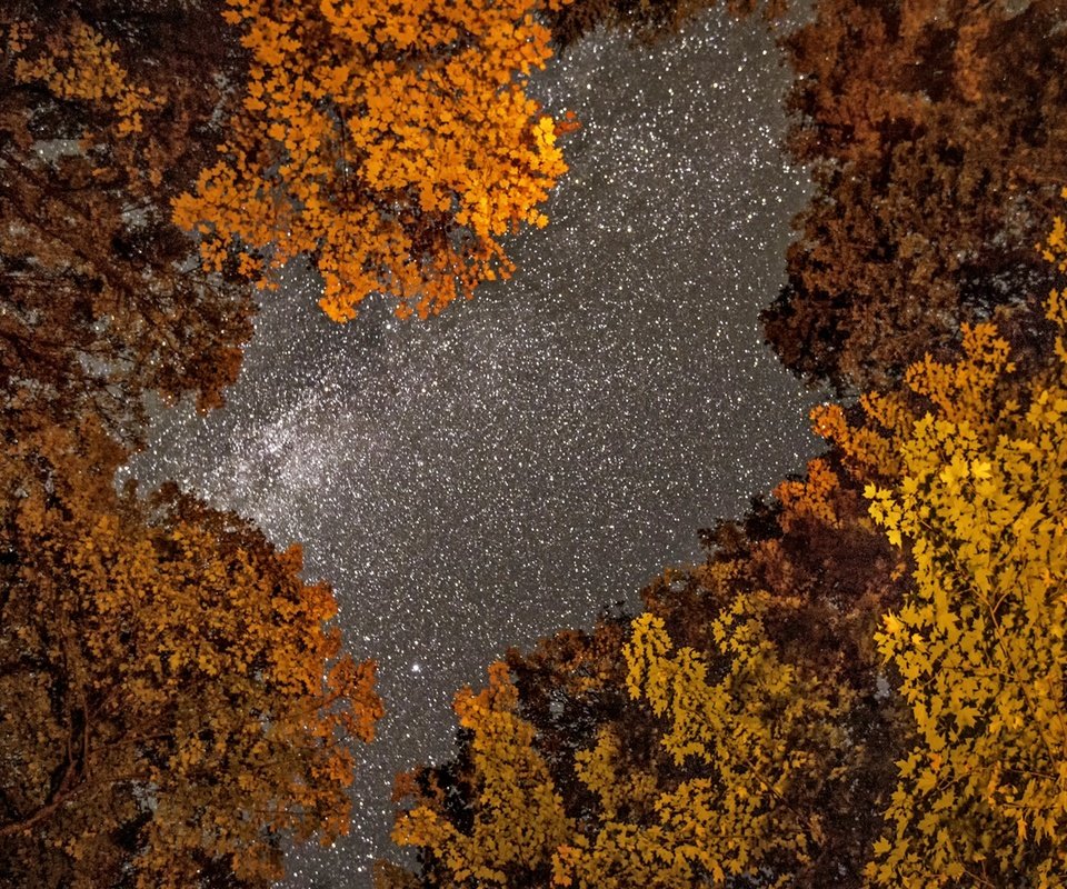 Обои небо, деревья, фото, осень, фотограф, greg stevenson, ночное, звездное, the sky, trees, photo, autumn, photographer, night, star разрешение 1920x1271 Загрузить