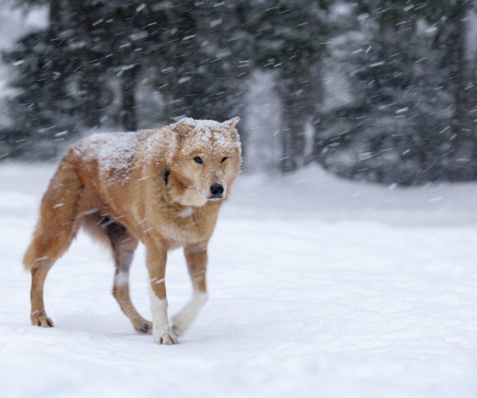 Обои снег, зима, собака, рыжая, метель, snow, winter, dog, red, blizzard разрешение 1920x1200 Загрузить