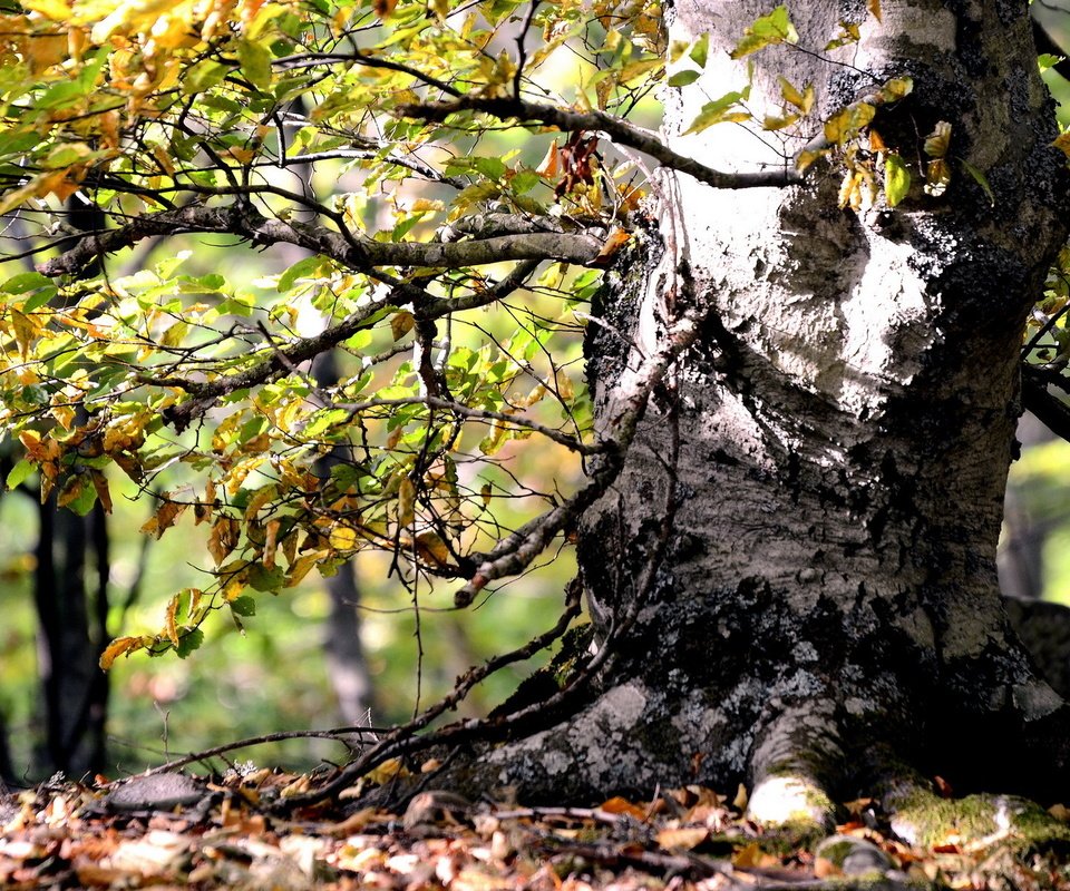 Обои дерево, лес, листья, осень, tree, forest, leaves, autumn разрешение 1920x1200 Загрузить