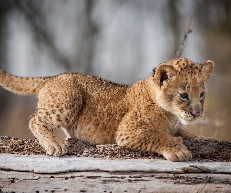 Обои взгляд, кошки, лев, львёнок, детеныш, дикие, look, cats, leo, lion, cub, wild разрешение 2048x1409 Загрузить