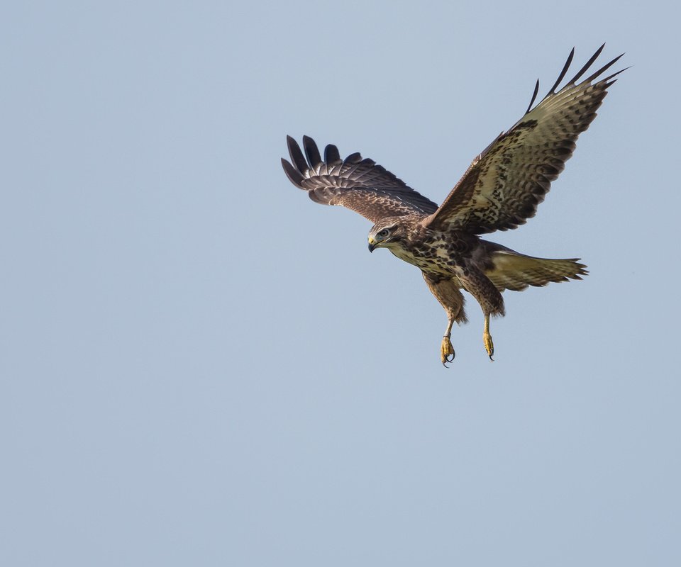 Обои полет, крылья, хищник, птица, канюк, flight, wings, predator, bird, buzzard разрешение 3393x2262 Загрузить