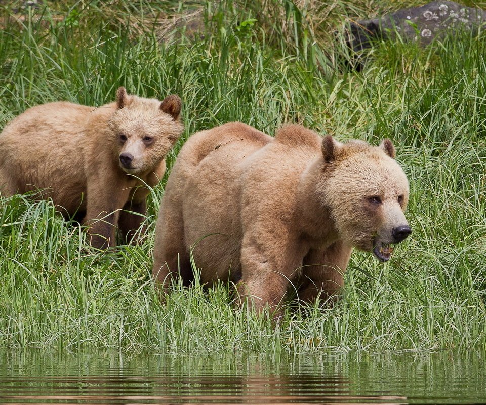 Обои природа, лето, медведи, гризли, grizzly bear, nature, summer, bears, grizzly разрешение 1920x1200 Загрузить